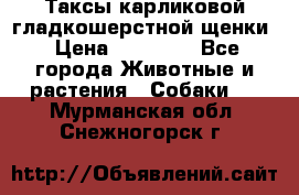 Таксы карликовой гладкошерстной щенки › Цена ­ 20 000 - Все города Животные и растения » Собаки   . Мурманская обл.,Снежногорск г.